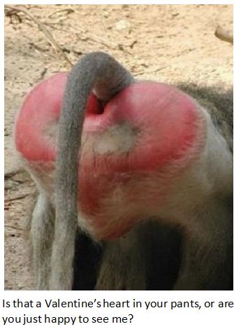 primate rump valentines day heart